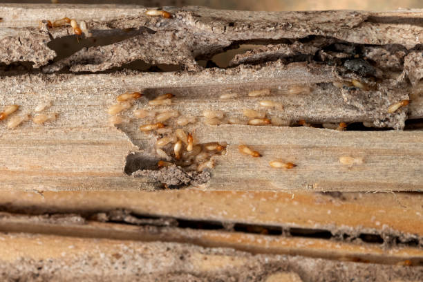 Best Bed Bug Extermination  in River Ridge, FL